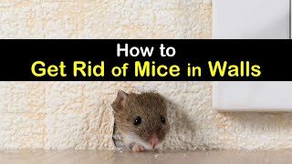 How to Get Rid of Mice in the Walls #DIYCure