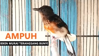 Download lagu Suara Murai trotol belajar bunyi ngeriwik ‼️ TERAPI & Pancingan murai batu anakan agar cepat GACOR mp3 Download lagu Suara Murai trotol belajar bunyi ngeriwik ‼️ TERAPI & Pancingan murai batu anakan agar cepat GACOR mp3