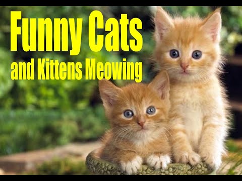 Funny Cats and kittens meowing