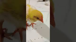 Download lagu kotak musik asli . #alarmringtone #ringtone #anakanak mp3 Download lagu kotak musik asli . #alarmringtone #ringtone #anakanak mp3