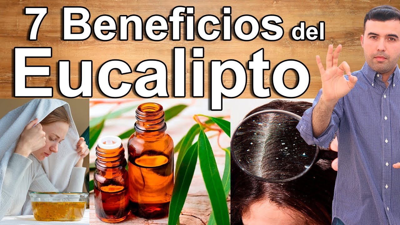 Watch PARA QUE SIRVE EL EUCALIPTO - 7 Beneficios y Propiedades Curativas del Eucalipto Para La Salud Now PARA QUE SIRVE EL EUCALIPTO - 7 Beneficios y Propiedades Curativas del Eucalipto Para La Salud