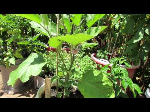 , title : 'The Basics for Growing Eggplant in Containers - The Rusted Garden 2013'