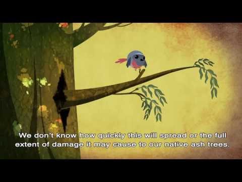 Moving Forward from Ash Dieback