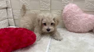 ハーフ犬の動画01