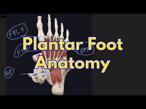 Plantar Foot Muscles and Nerves - High Yield Anatomy