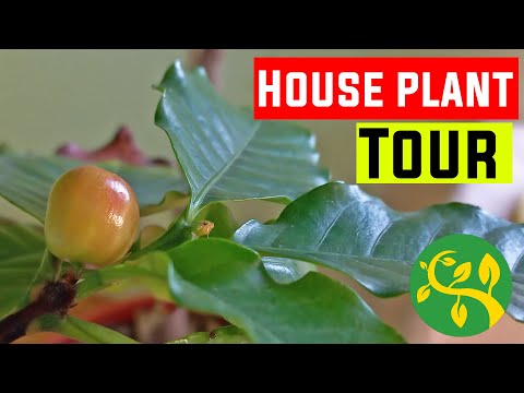 My house plant tour in March 2022 - Update