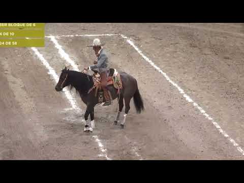 CG SOÑADOR CALADO POR CUCO RAYA CALADERO ABIERTO DEL CAMPEONATO MILLONARIO 2022 55 PUNTOS