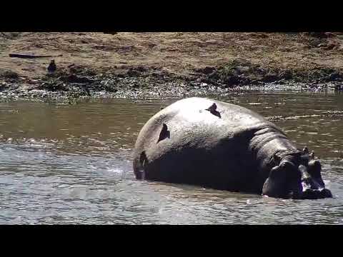 Djuma: Hippos heading back to dam-calf does a big splash in to water - 10:16 - 06/27/21