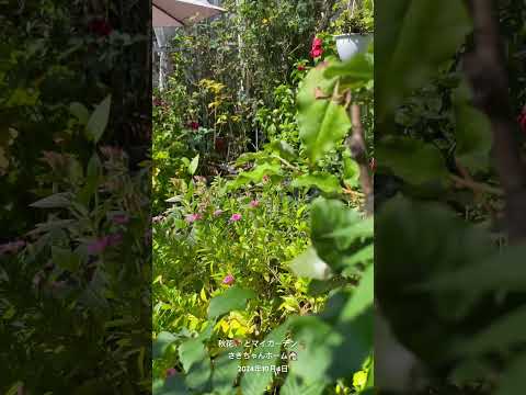 バラの茂みにあるヒルガオを自然に取り除く方法は？この 4 つの動作が彼の最大の敵です。  庭園