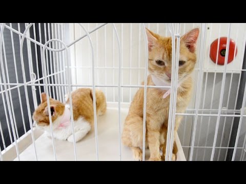 園芸 猫を引き取る