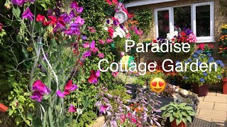 English Cottage Garden Late June. Beautiful, Stunning & Perfection. Slow Tour.
