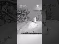 Eagles Bravely Protect Eaglets as Nest Rocked by Snow, Wind