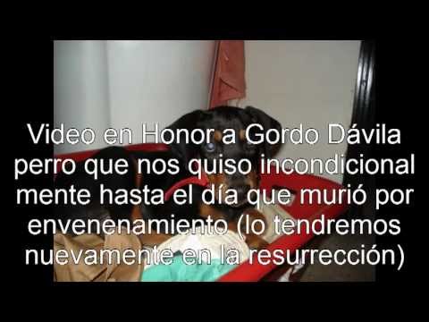Video en honor a mi perro Gordo Dávila (Carlenton Davila)