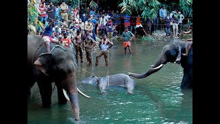 Kerala elephant death: One arrested, efforts on to nab more accused | DOWNLOAD THIS VIDEO IN MP3, M4A, WEBM, MP4, 3GP ETC