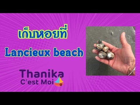 เก็บหอยที่ Lancieux beach | Thanika C’est Moi