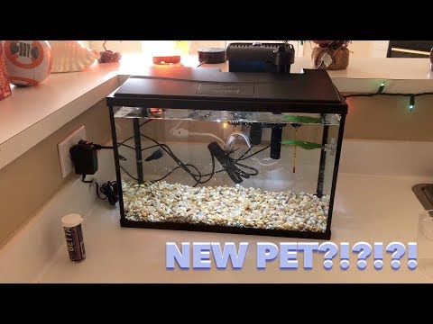 A VERY Chill Vlog Ft. Vaatu the Betta Fish