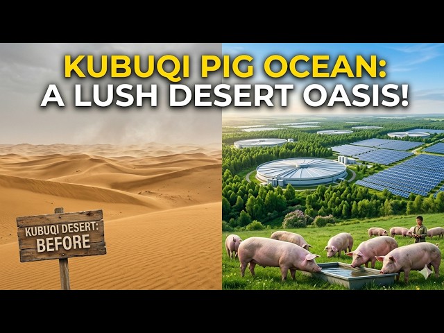 How Millions of Pigs Are Turning a Dead Desert Green! SDDEFAULT Thumbnail