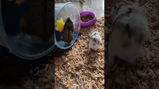 Download lagu #capybara #カピバラさん #cute #animals #pets #arieffullalbum #lagupopmelayu #ハムスター #minangviral #arief mp3 Download lagu #capybara #カピバラさん #cute #animals #pets #arieffullalbum #lagupopmelayu #ハムスター #minangviral #arief mp3