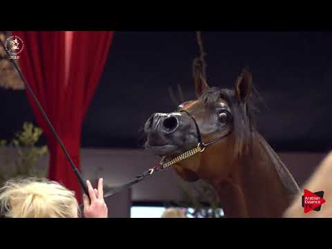 N.70 LANZE NWA - Lier 2018 - 2 Years Old Colts (Class 4)