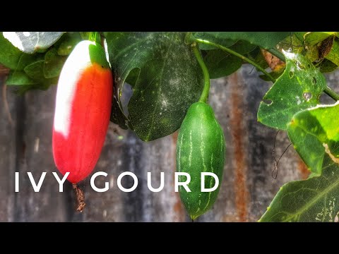 Coccinia Grandis Extract Powder