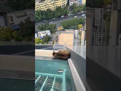 قطة بين الحياة والموت… والإنقاذ في آخر لحظة 🐾😱