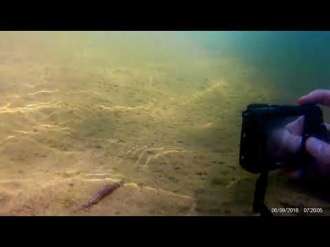 Corydoras sp. C022 at Rio Xingu