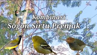 Download lagu Suara Pikat Kombinasi Sogon Sirtu Prenjak Cenenet mp3