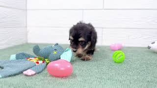 ハーフ犬の動画01