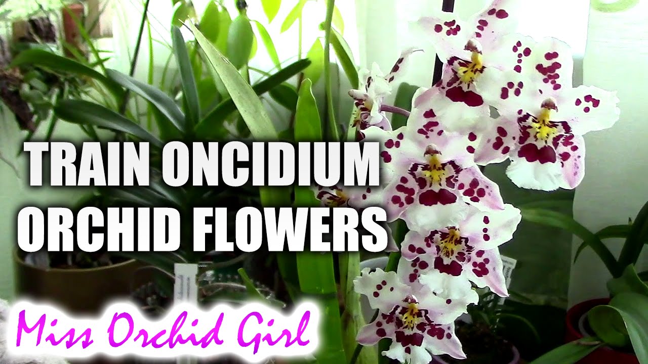 How to train Oncidium Orchid flowers to face you