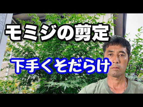 なぜ枯れ木をそのままにしておくのか？決定する前に考慮すべきメリットとデメリット + 動画  庭園