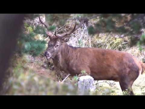 KAPITALER HIRSCH GEFUNDEN !!!