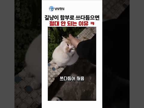 길냥이 귀엽다고 함부로 쓰다듬으면 절대 안되는 이유