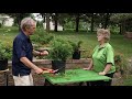 Pruning Shrubs Evergreens Prairie Yard Garden