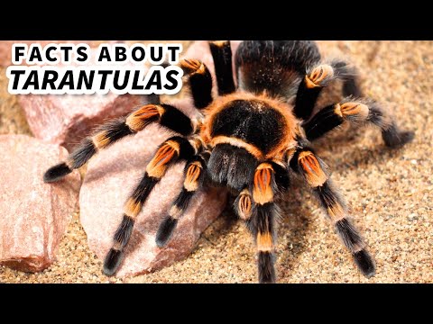 Tarantula Facts: the HAIRY SPIDER 🕷️ Animal Fact Files