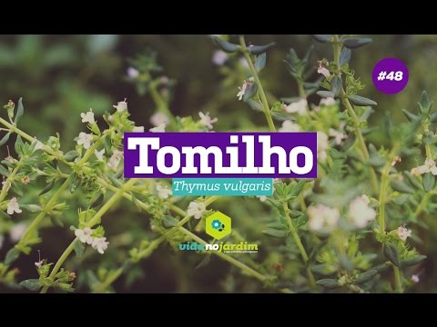 , title : 'Como plantar e cultivar tomilho'