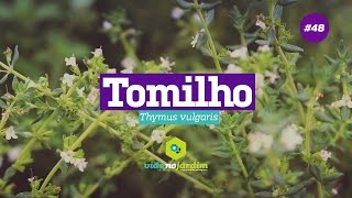 Como plantar e cultivar tomilho