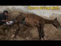 Desi Horse Giving Birth Twins The Whole Foaling Process With Every Sign Stages