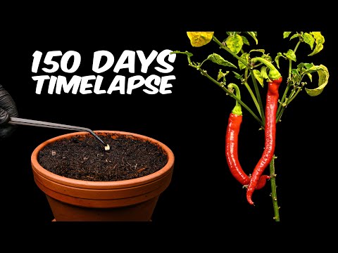 Paprika Peppers ( Cayenne ) - Timelapse from seed