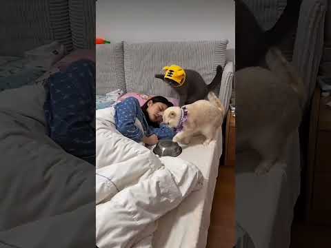 养猫人的情绪能有多稳定 #与猫共眠的温馨 #养宠日常笑到岔气 #猫咪家庭趣事  #cat #喵哥是萌新 #cute