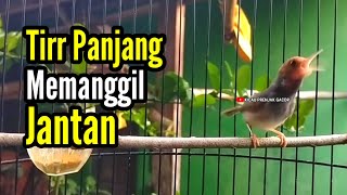 Download lagu PRENJAK BETINA [ Masteran PRENJAK BETINA Ngetir Panjang Istimewa Suara Jernih Memanggil JANTAN ]. mp3