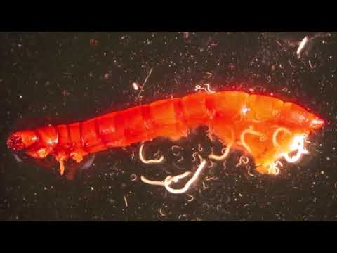 What are Beneficial Nematodes?