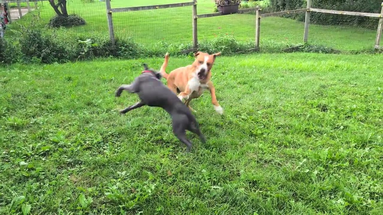 Enlarge Opal, a Adoptable Mixed Breed in Rochester, MN video 6/6