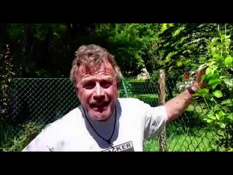 Baummord im Zeughausareal