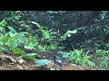 Pikat Burung Murai Batu Di Dalam Hutan