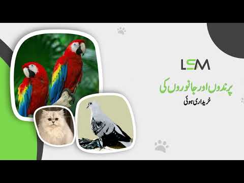 LSM