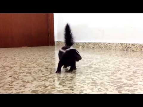 Baby skunk stomping for the first time.