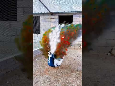 #pavão #curiosidades