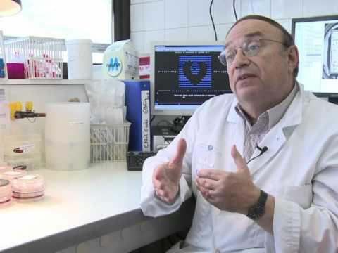 Assenzio contro Candida e un lyambliya Norma di totale di lyambliya