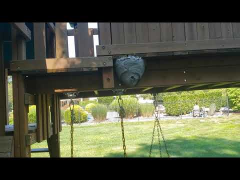 Bald-Faced Hornets on Children's Play-set in Colts Neck, NJ