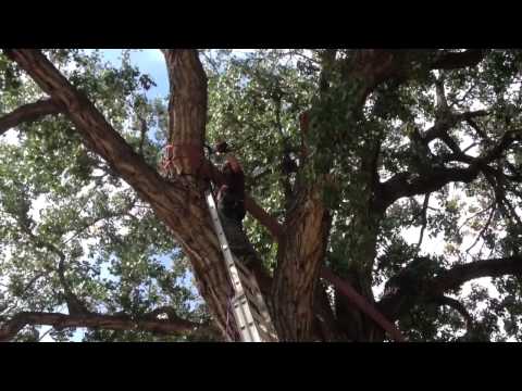 Treehouse bolt drilling